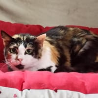 Téréplate, chatte à adopter