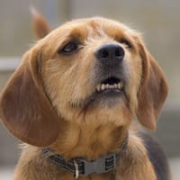 Luffy, chien à adopter