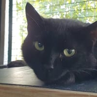 WHISPER CHA, chat à adopter