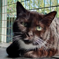 SURICAT CHA, chatte à adopter