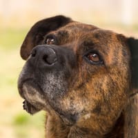 Aiguillette, chienne à adopter