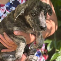 BICE, cane femmina da adottare
