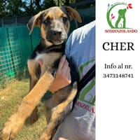 CHER, cane femmina da adottare