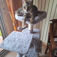 Simba chat mâle, chat à adopter