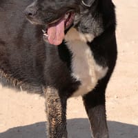 CHANEL (Maria), chienne à adopter