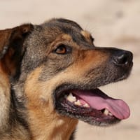 FRIDA (Maria), chienne à adopter