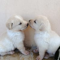 GALLETA (union animal), chien à adopter