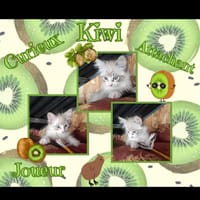 Kiwi, chat à adopter