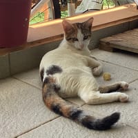 MYSIEL, chatte à adopter