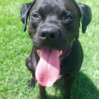Tito, mâle croisé berger, né le 10/02/2022 🐶, chien à adopter