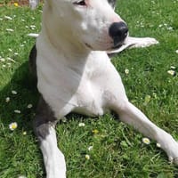 Marley, mâle croisé berger, né le 22/05/2021 🐶, chien à adopter