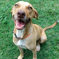 Fifi, mâle croisé berger, né le 15/06/2022 🐶, chien à adopter