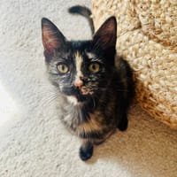 Lilo, chatte à adopter