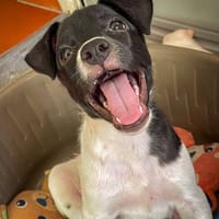 Océane, femelle, Berger, née le 01/05/2025, chienne à adopter