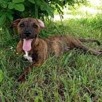 Kléo, femelle, berger créole, née le 15/02/2025, chienne à adopter