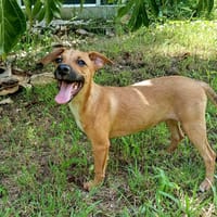 Indira, femelle, berger créole, née le 15/02/2025, chienne à adopter