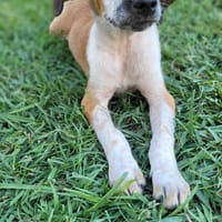 Amore, mâle croisé berger, né le 03/05/2025 🐶, chien à adopter