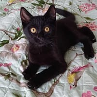 AGRIDE  chaton 4 mois, chat à adopter