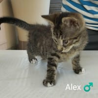 ALEX  chaton 3 mois, chat à adopter