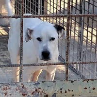 LEANDRO adottabile da tutti, cane da adottare