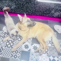 Chula, perra en adopción
