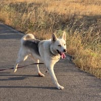 Matías, perro en adopción