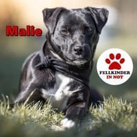 süße kleine Malie sucht ihr Zuhause, Hündin zur Adoption