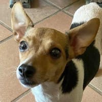 Shira sucht ein liebevolles Zuhause, Hündin zur Adoption