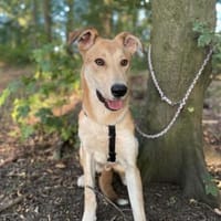 Bolt ist in Deutschland, Hund zur Adoption
