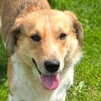 MACI wurde auf der Strasse gefunden, Hund zur Adoption