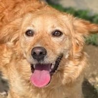 LOLA 2 sucht Familie, Hündin zur Adoption