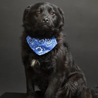 💙🐾Bonnie sucht ein schönes Zuhause, Hund zur Adoption