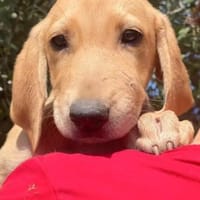 Ross,  ein ganz tolles Welpenmädchen, Hündin zur Adoption
