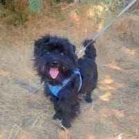 Bolonka Mix Milko, Hund zur Adoption