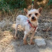 Soli ein liebes Yorkie Mädchen, Hündin zur Adoption