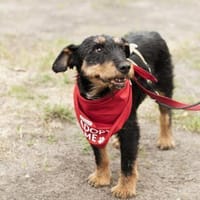 Dörti-Junghündin mit Herz sucht Zuhause, Hündin zur Adoption