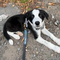 Koda - wartet in 68309 Mannheim, Hund zur Adoption