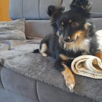 Lucky ist einfach zauberhaft, Hündin zur Adoption