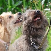 ***LILLY und ROXY!***, Hündin zur Adoption