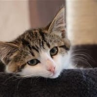 ***HAPPY - voller Energie!***, Katze zur Adoption