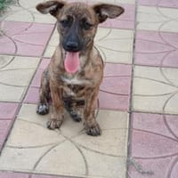 Tolle kleine Leni, Hündin zur Adoption