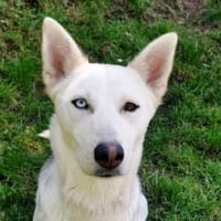 Hundedame FREYA wurde ausgesetzt, Hündin zur Adoption