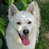 BONNIE 2 hat einen Wunsch, Hündin zur Adoption