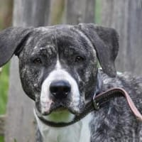 BONNY, Hündin zur Adoption