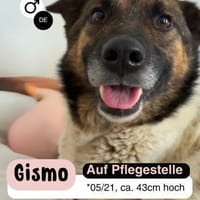 Liebevoller GISMO, Hund zur Adoption