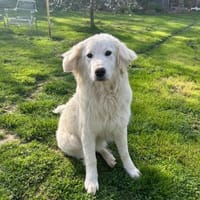 💜Leandra - gemütliche Hündin, Hündin zur Adoption