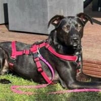Nelly; zartes Seelchen, Hündin zur Adoption