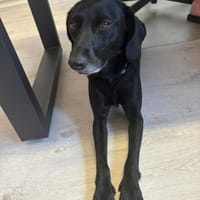 Gina sucht ihr Glück..., Hündin zur Adoption