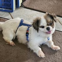 Piky - die Kleinste!, Hündin zur Adoption