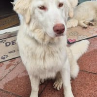 💜Romy - wunderschöne Hündin, Hündin zur Adoption